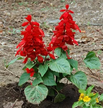 20100613Salvia.jpg