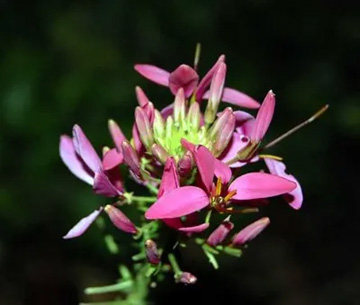 20100614Cleome1.jpg