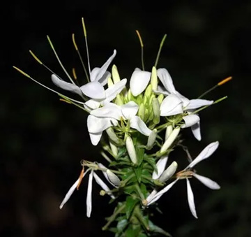 20100614Cleome2.jpg