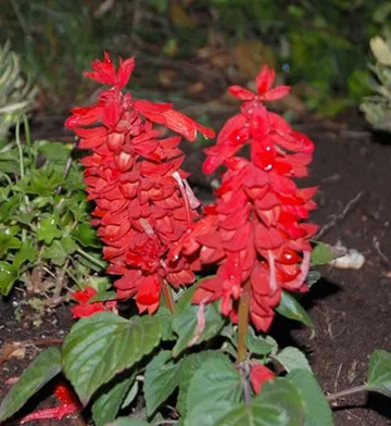20100614Salvia.jpg