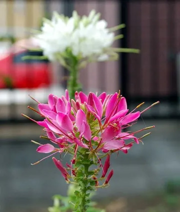 20100618Cleome1.jpg