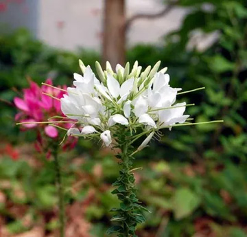 20100618Cleome2.jpg