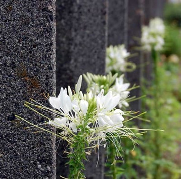 20100618Cleome3.jpg