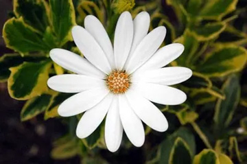 20100618Flower.jpg