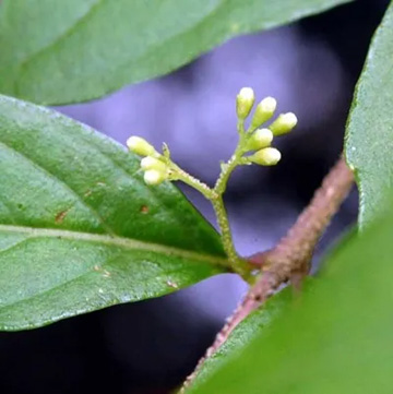 20100618Komurasaki.jpg
