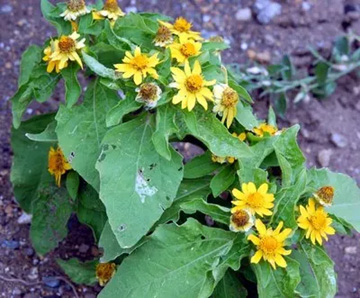 20100618Melampodium.jpg