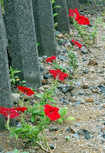 20100618Petunia1.jpg