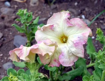 20100618Petunia2.jpg