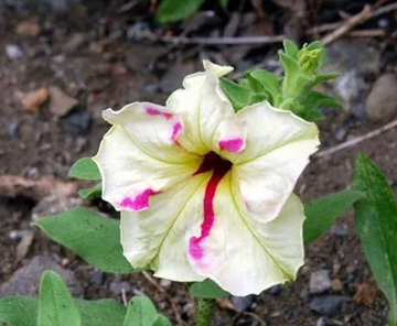 20100618Petunia3.jpg