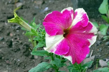 20100618Petunia4.jpg