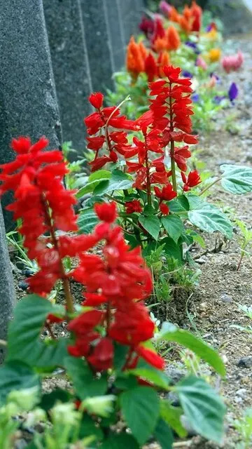 20100618Salvia.jpg