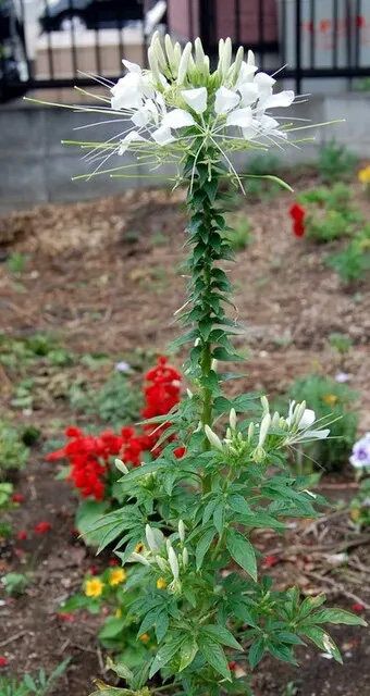 20100620Cleome1.jpg