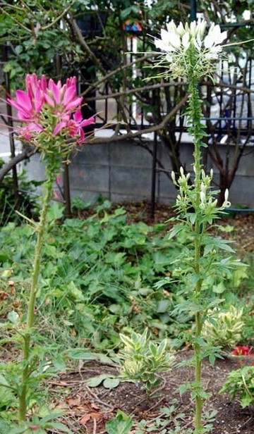 20100620Cleome2.jpg