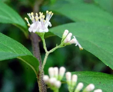 20100621Komurasaki.jpg