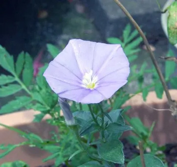20100622Convolvulus.jpg
