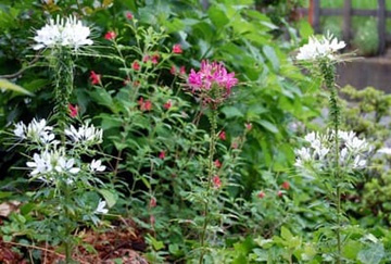 20100623Cleome.jpg