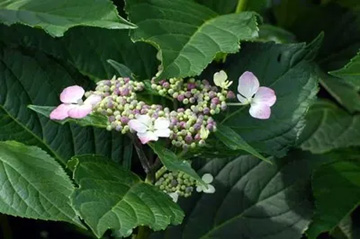 20100625Gakuajisai.jpg