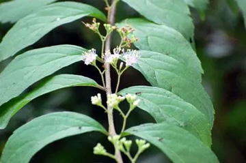 20100625Komurasaki.jpg