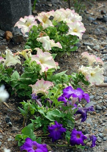 20100625Petunia.jpg