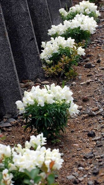 20100625Snapdragon.jpg