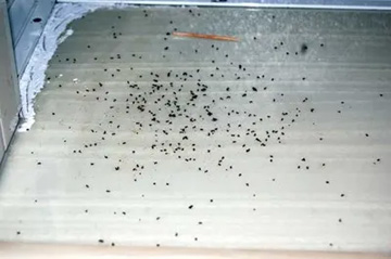 20100701Ant.jpg