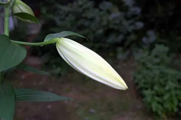 20100702Lily.jpg