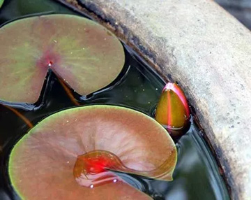20100702Waterlily.jpg
