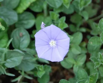 20100703Convolvulus.jpg