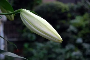 20100703Lily.jpg