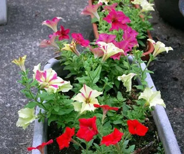 20100703Petunia.jpg