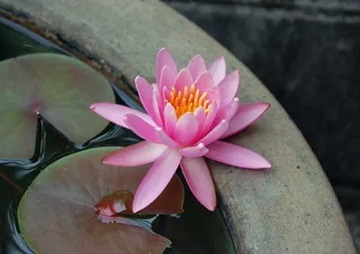 20100703Waterlily.jpg