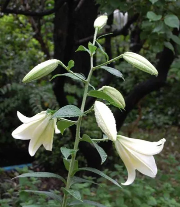 20100704Lily1.jpg