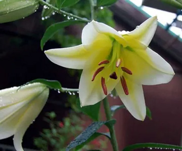 20100704Lily2.jpg