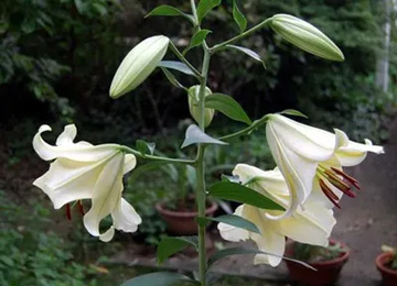 20100705Lily.jpg