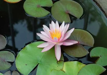 20100705Waterlily.jpg