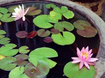 20100706Waterlily.jpg