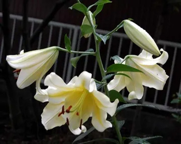 20100707Lily.jpg