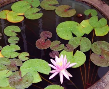 20100707Waterlily.jpg