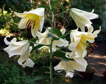 20100708Lily.jpg