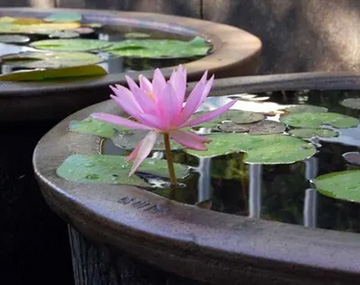 20100708Waterlily.jpg