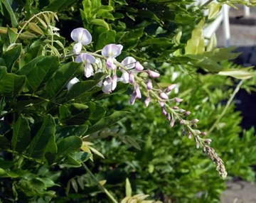 20100708Wisteria.jpg