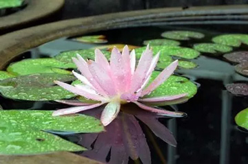 20100709Waterlily.jpg