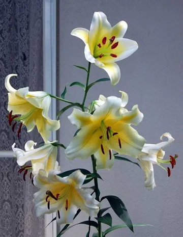 20100710Lily1.jpg
