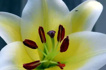 20100710Lily2.jpg