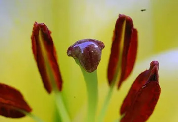 20100710Lily3.jpg