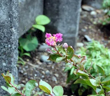 20100710Sarusuberi.jpg