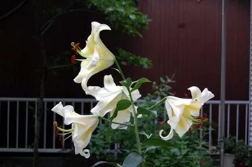 20100712Lily.jpg