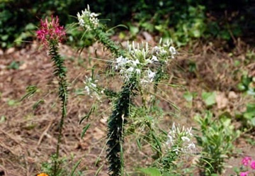 20100717Cleome.jpg