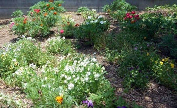 20100717Pansy.jpg