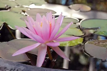 20100718Waterlily.jpg